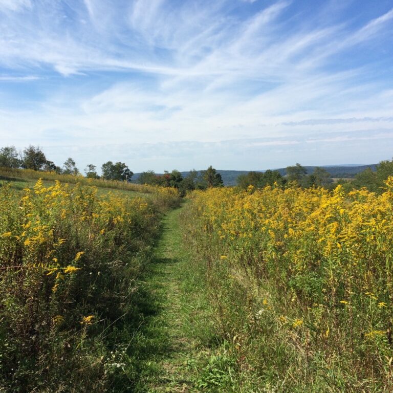 Margraff Plantation Trails, Accident, MD